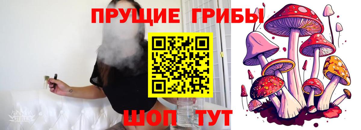 Галлюциногенные грибы Psilocybe Северск